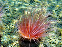 Coralimorph Australia